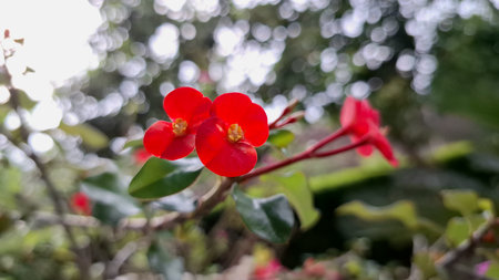 Bright red Crown of Thorns flowers (Euphorbia milii) in vibrant bloom, showcasing delicate floral...