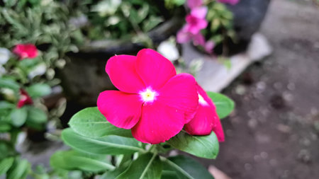 Vibrant red pink Periwinkle flower (Catharanthus roseus) with water droplets, a popular tropical...