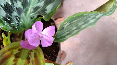 Purple Flowers Emerging from Lush Calathea Foliage, Exotic Indoor Plant for Home and Office Decorationの写真素材