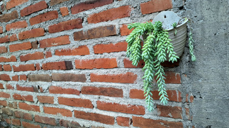 Vibrant Burro's Tail Plant: Trailing Green Succulent with Jelly Bean-like Leaves, Perfect for Indoor Decorの写真素材