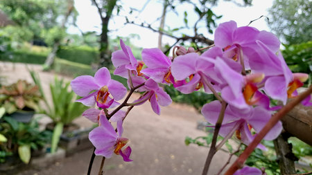 Close-up of Doritaenopsis Orchid, Elegant Floral Beauty, Perfect for Home Decor and Botanical Themesの写真素材