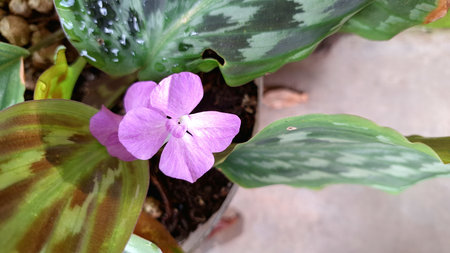 Purple Flowers Emerging from Lush Calathea Foliage, Exotic Indoor Plant for Home and Office Decorationの写真素材