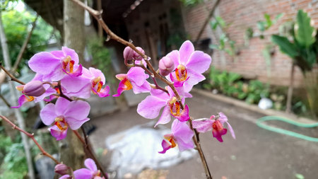 Purple Orchid Flowers in Bloom: Close-Up of Delicate Petals and Green Leaves, Ideal for Floral or Nature-Related Contentの写真素材