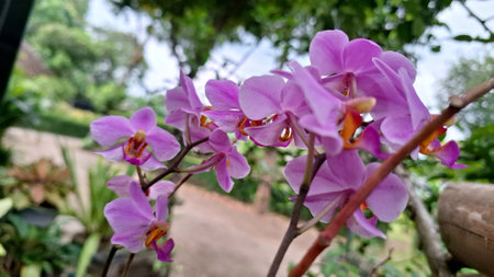 Delicate White-Purple Doritaenopsis Orchid Flower Showcasing Exotic Petals and Natural Elegance for Botanical Themesの写真素材