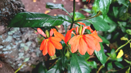 Close-up of Vibrant Peach Firecracker Flowers (Crossandra infundibuliformis) Blooming in Tropical Sunlightの写真素材