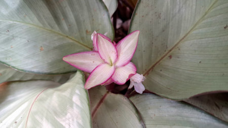 Tropical Goeppertia loeseneri (Calathea loeseneri): Close-Up of Highlighted Silver Green Leaves, Deep Purple Red Undersides, and a Beautiful Small Pink Flower, Indoor Decorの写真素材