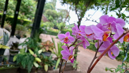 Vibrant Doritaenopsis Orchid Flower, Beautiful Tropical Bloom with Delicate Petals, Indoor Houseplantの写真素材