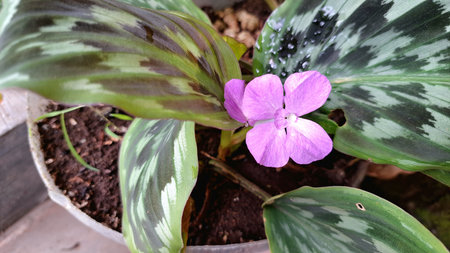 Close-up of Delicate Purple Flowers of a Calathea Louisae Plant, Ornamental Houseplant with Patterned Leavesの写真素材