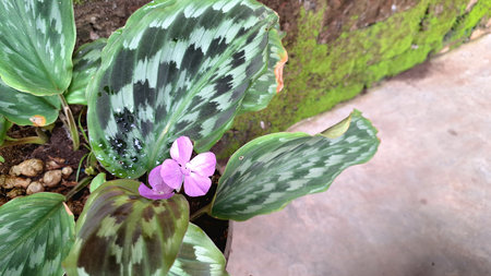 Purple Flowers Emerging from Lush Calathea Foliage, Exotic Indoor Plant for Home and Office Decorationの写真素材