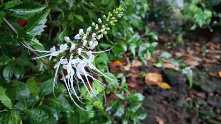 Macro Close Up Photo of Blooming White Java Tea Flower Orthosiphon Aristatus Fresh Natural Petals with Green Leaf Details in Outdoor Tropical Gardenの写真素材