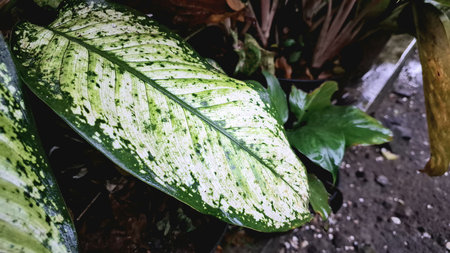 Dieffenbachia Seguine Macro: Vibrant Natural Texture and Distinctive Green-White Foliage Pattern, Ideal for Plant Backgroundsの写真素材