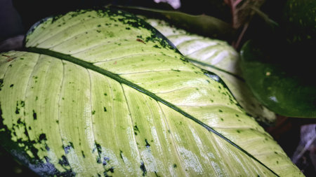 Close-Up Vibrant Dieffenbachia Leaf: Unique White and Green Variegated Pattern, Tropical Houseplant Foliage Detailの写真素材