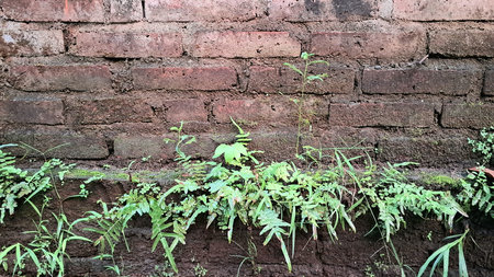 Urban Decay and Nature: Weathered Brick Wall with Green Foliage, Rustic Background Texture for Grunge Designsの写真素材