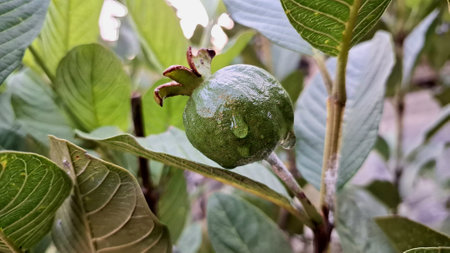 Raw Green Guava Fruits (Psidium guajava) Still Attached to Tree â€“ Tropical Fruit Growing on...