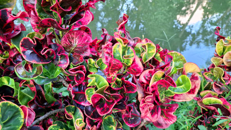 Curly Croton Foliage with Multicolored Leaves Red Pink Green Tones of Codiaeum variegatum Grown as Outdoor Tropical Ornamental Plant Ideal for Nature Garden and Landscaping Themesの写真素材