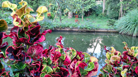 Ornamental Croton Plant Codiaeum variegatum with Wavy Multicolored Leaves in Lush Garden Natural...