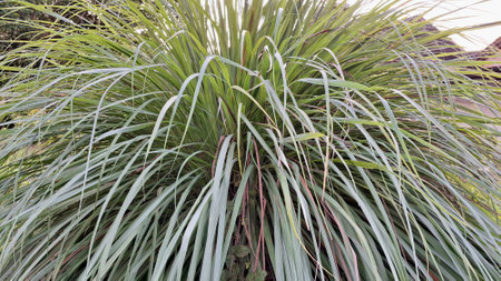 Close-Up of Fresh Lemongrass (Cymbopogon Citratus) in Garden: Aromatic Herb Used in Asian Cuisine and Herbal Remediesの写真素材