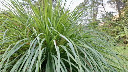 Lush Lemongrass Plant Growing Outdoors in Indonesia: Fresh Green Blades of Cymbopogon Citratus in Natural Sunlightの写真素材