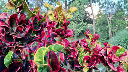 Croton Plant with Twisted Colorful Leaves Grown Outdoors in Tropical Climate Beautiful Red and Green Patterns on Foliage of Codiaeum variegatum Near Water Surface Reflectionsの写真素材