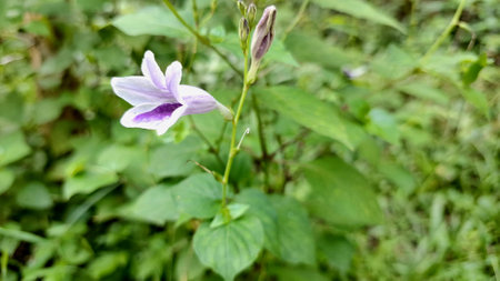 Beautiful Asystasia Gangetica Flower: Detailed Shot of Violet Bloom with Soft Focus Green Backgroundの写真素材