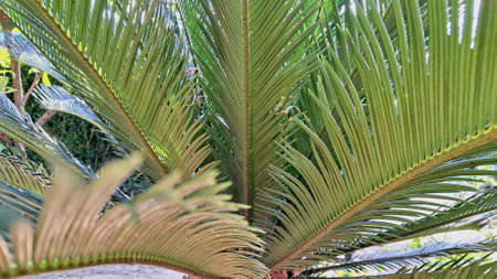 Detailed Green Palm Fronds of Cycas Revoluta, Symmetrical Pattern and Natural Vibes for Eco-Friendly Design Conceptsの写真素材