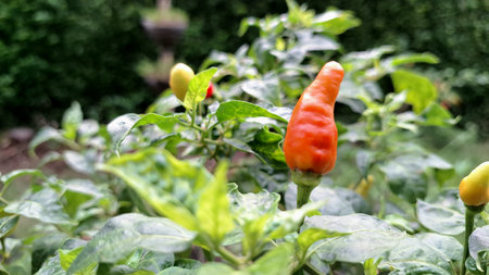Vibrant green chili pepper field under a sunny sky, symbolizing prosperous farming and a bountiful...