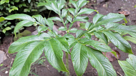 Amorphophallus Muelleri Plant in Natural Environment  High-Resolution Botanical Photo of Porang for Agriculture, Science, and Eco-Friendly Projectsの写真素材