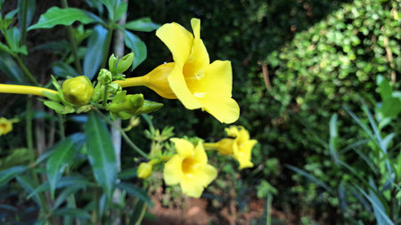 Close-Up of Golden Yellow Allamanda Flower on Green Foliage, Tropical Vine Used in Landscape Gardening, Floral Posters, Eco Branding, and Natural Backgroundsの写真素材