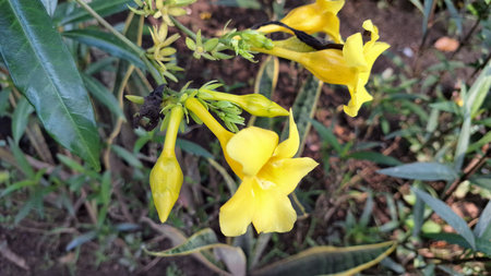 Bright Yellow Allamanda Cathartica in Bloom with Lush Leaves, Captured in Natural Light, Ideal for Botanical Templates, Floral Decor Concepts, and Tropical Themesの写真素材