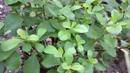 Detailed Green Foliage of Pluchea Indica: An Indian Camphorweed Close-Up Emphasizing its Anti-Inflammatory Uses and Significance in Traditional Asian Medicineの写真素材