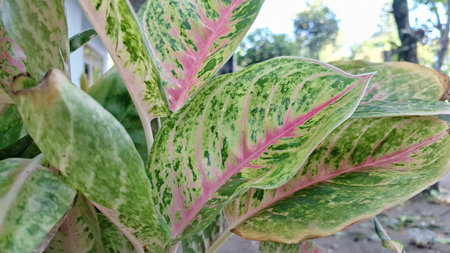 Colorful Aglaonema and Caladium foliage with pink, green, and white leaves for indoor decorの写真素材