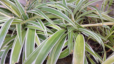 White-Edged Spider Plant Foliage: Lush Green Leaves of a Popular Indoor Houseplant (Chlorophytum comosum), Ideal for Easy Care and Sustainable Home Decorの写真素材