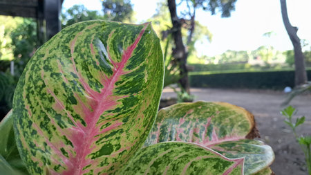 Colorful Aglaonema and Caladium foliage with pink, green, and white leaves for indoor decorの写真素材