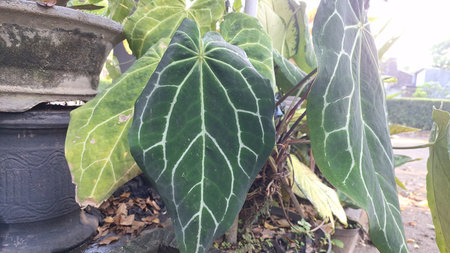 Vibrant Anthurium Crystallinum 'Mini Elephant Ear' in Bloom: A Lush Tropical Garden Gem with Exotic Close-up Detail in Summer Sunlight.の写真素材