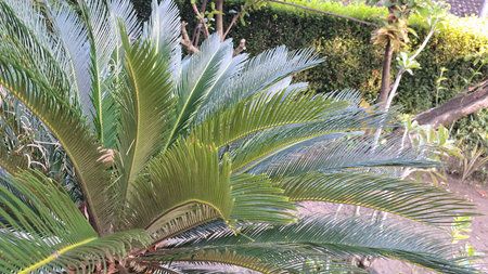 Detailed Green Palm Fronds of Cycas Revoluta, Symmetrical Pattern and Natural Vibes for Eco-Friendly Design Conceptsの写真素材