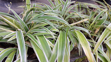 Vibrant Spider Plant (Chlorophytum comosum): Lush Green Houseplant with White-Edged Variegated Leaves, a Natural and Easy-Care Indoor Decor Choiceの写真素材