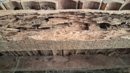 Close-up View of Severe Termite Damage and Decay on Old Wooden Beam, Highlighting Insect Infestation...