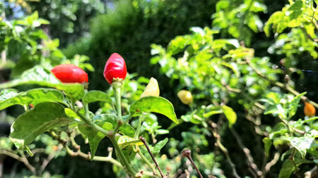 Lush green chili plants with tiny peppers just beginning to form, representing the promise of fresh and flavorful ingredients.の写真素材