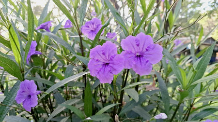 Botanical Close-up of Ruellia simplex Also Known as Kencana Ungu or Mexican Petunia Blooming in Tropical Gardenの写真素材