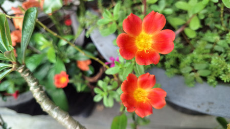 Delicate Portulaca Oleracea Granatus Blossom with Green Foliage Background