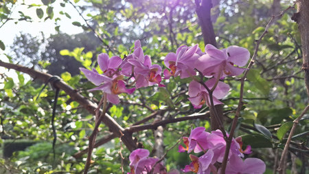 Purple Orchid Flowers in Bloom: Close-Up of Delicate Petals and Green Leaves, Ideal for Floral or Nature-Related Contentの写真素材
