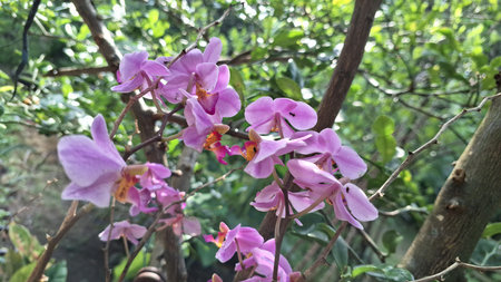 Stunning White and Purple Doritaenopsis Orchid Flower, Graceful Phalaenopsis Hybrid Symbolizing Beauty and Luxury in a Natural Settingの写真素材