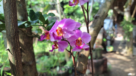 Close-Up of White and Purple Doritaenopsis Orchid Bloom, Beautiful Phalaenopsis Hybrid Symbolizing Love, Luxury, and Natural Tranquility in a Tropical Garden Settingの写真素材
