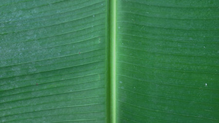 Macro of Fresh Banana Leaf Pattern with Veins Ideal for Eco Friendly Tropical Background Botany Illustration and Nature Conceptの写真素材