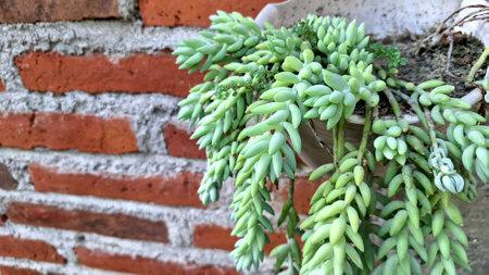 Donkey's Tail Plant Foliage: Detailed View of Sedum morganianum with Cascading Stems and Plump Leavesの写真素材
