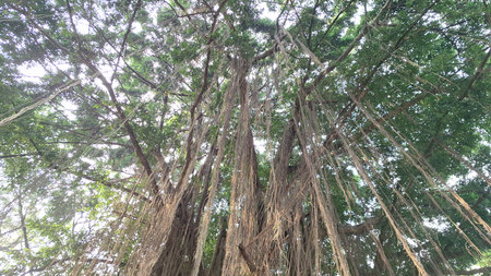 Ficus benjamina Tree Roots and Aged Trunk Texture for Natural Wallpaper, Environmental Background,...