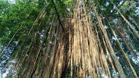 Close-Up of Large Banyan Tree Roots and Trunk Texture, Scientific Name Ficus benjamina, Ideal for Nature Background or Environmental Conceptsの写真素材