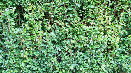 Explore the vibrant green Acalypha Siamensis hedge detail (no people) in a close-up, revealing a...