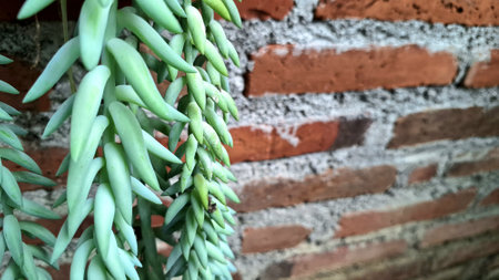 Green Trailing Succulent: Donkey's Tail Plant for Indoor Gardening and Unique Botanical Conceptsの写真素材