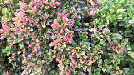 Vibrant close-up of Alternanthera foliage with striking multicolor patterns in red, green, and...